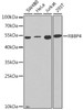 Western blot analysis of extracts of various cell lines, using RBBP4 antibody (15-274) at 1:1000 dilution.<br/>Secondary antibody: HRP Goat Anti-Rabbit IgG (H+L) at 1:10000 dilution.<br/>Lysates/proteins: 25ug per lane.<br/>Blocking buffer: 3% nonfat dry milk in TBST.