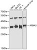 Western blot analysis of extracts of various cell lines, using ANXA5 antibody (15-284) at 1:1000 dilution.<br/>Secondary antibody: HRP Goat Anti-Rabbit IgG (H+L) at 1:10000 dilution.<br/>Lysates/proteins: 25ug per lane.<br/>Blocking buffer: 3% nonfat dry milk in TBST.