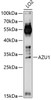 Western blot analysis of extracts of LO2 cells, using AZU1 Antibody (15-290) at 1:1000 dilution.<br/>Secondary antibody: HRP Goat Anti-Rabbit IgG (H+L) at 1:10000 dilution.<br/>Lysates/proteins: 25ug per lane.<br/>Blocking buffer: 3% nonfat dry milk in TBST.<br/>Detection: ECL Basic Kit.<br/>Exposure time: 60s.