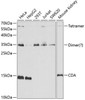 Western blot analysis of extracts of various cell lines, using CDA antibody (15-295) at 1:1000 dilution.<br/>Secondary antibody: HRP Goat Anti-Rabbit IgG (H+L) at 1:10000 dilution.<br/>Lysates/proteins: 25ug per lane.<br/>Blocking buffer: 3% nonfat dry milk in TBST.