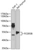 Western blot analysis of extracts of various cell lines, using FCGR3B antibody (15-304) at 1:1000 dilution.<br/>Secondary antibody: HRP Goat Anti-Rabbit IgG (H+L) at 1:10000 dilution.<br/>Lysates/proteins: 25ug per lane.<br/>Blocking buffer: 3% nonfat dry milk in TBST.<br/>Detection: ECL Enhanced Kit.<br/>Exposure time: 60s.