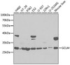 Western blot analysis of extracts of various cell lines, using GCLM antibody (15-308) at 1:1000 dilution.<br/>Secondary antibody: HRP Goat Anti-Rabbit IgG (H+L) at 1:10000 dilution.<br/>Lysates/proteins: 25ug per lane.<br/>Blocking buffer: 3% nonfat dry milk in TBST.<br/>Detection: ECL Basic Kit.