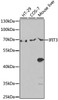 Western blot analysis of extracts of various cell lines, using IFIT3 antibody (15-316) at 1:1000 dilution.<br/>Secondary antibody: HRP Goat Anti-Rabbit IgG (H+L) at 1:10000 dilution.<br/>Lysates/proteins: 25ug per lane.<br/>Blocking buffer: 3% nonfat dry milk in TBST.<br/>Detection: ECL Enhanced Kit.<br/>Exposure time: 90s.