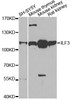 Western blot analysis of extracts of various cell lines, using ILF3 antibody (15-318) at 1:1000 dilution.<br/>Secondary antibody: HRP Goat Anti-Rabbit IgG (H+L) at 1:10000 dilution.<br/>Lysates/proteins: 25ug per lane.<br/>Blocking buffer: 3% nonfat dry milk in TBST.<br/>Detection: ECL Basic Kit.<br/>Exposure time: 90s.