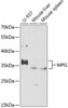 Western blot analysis of extracts of various cell lines, using MPG antibody (15-327) at 1:1000 dilution.<br/>Secondary antibody: HRP Goat Anti-Rabbit IgG (H+L) at 1:10000 dilution.<br/>Lysates/proteins: 25ug per lane.<br/>Blocking buffer: 3% nonfat dry milk in TBST.<br/>Detection: ECL Enhanced Kit.<br/>Exposure time: 40s.