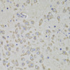 Immunohistochemistry of paraffin-embedded mouse brain using RPL3 Antibody (15-349) at dilution of 1:100 (40x lens) .