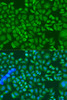 Immunofluorescence analysis of U2OS cells using IGF2BP2 antibody (15-372) at dilution of 1:100. Blue: DAPI for nuclear staining.
