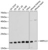 Western blot analysis of extracts of various cell lines, using MRPL13 antibody (15-382) at 1:1000 dilution.<br/>Secondary antibody: HRP Goat Anti-Rabbit IgG (H+L) at 1:10000 dilution.<br/>Lysates/proteins: 25ug per lane.<br/>Blocking buffer: 3% nonfat dry milk in TBST.<br/>Detection: ECL Basic Kit.<br/>Exposure time: 30s.