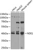 Western blot analysis of extracts of various cell lines, using NDE1 antibody (15-393) at 1:1000 dilution.<br/>Secondary antibody: HRP Goat Anti-Rabbit IgG (H+L) at 1:10000 dilution.<br/>Lysates/proteins: 25ug per lane.<br/>Blocking buffer: 3% nonfat dry milk in TBST.<br/>Detection: ECL Basic Kit.<br/>Exposure time: 30s.
