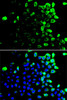 Immunofluorescence analysis of U2OS cells using SLAMF7 antibody (15-396) . Blue: DAPI for nuclear staining.