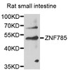 Western blot analysis of extracts of rat small intestine, using ZNF785 antibody (15-404) at 1:1000 dilution.<br/>Secondary antibody: HRP Goat Anti-Rabbit IgG (H+L) at 1:10000 dilution.<br/>Lysates/proteins: 25ug per lane.<br/>Blocking buffer: 3% nonfat dry milk in TBST.<br/>Detection: ECL Basic Kit.<br/>Exposure time: 90s.