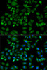 Immunofluorescence analysis of HeLa cells using HP antibody (15-415) . Blue: DAPI for nuclear staining.
