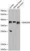 Western blot analysis of extracts of various cell lines, using MAP2K6 antibody (15-419) at 1:1000 dilution.<br/>Secondary antibody: HRP Goat Anti-Rabbit IgG (H+L) at 1:10000 dilution.<br/>Lysates/proteins: 25ug per lane.<br/>Blocking buffer: 3% nonfat dry milk in TBST.<br/>Detection: ECL Basic Kit.<br/>Exposure time: 10s.