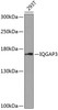 Western blot analysis of extracts of 293T cells, using IQGAP3 antibody (15-423) at 1:1000 dilution.<br/>Secondary antibody: HRP Goat Anti-Rabbit IgG (H+L) at 1:10000 dilution.<br/>Lysates/proteins: 25ug per lane.<br/>Blocking buffer: 3% nonfat dry milk in TBST.<br/>Detection: ECL Basic Kit.<br/>Exposure time: 90s.