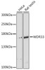 Western blot analysis of extracts of various cell lines, using WDR33 antibody (15-428) at 1:3000 dilution.<br/>Secondary antibody: HRP Goat Anti-Rabbit IgG (H+L) at 1:10000 dilution.<br/>Lysates/proteins: 25ug per lane.<br/>Blocking buffer: 3% nonfat dry milk in TBST.<br/>Detection: ECL Basic Kit.<br/>Exposure time: 90s.