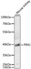 Western blot analysis of extracts of mouse kidney, using PIM1 antibody (15-430) at 1:3000 dilution.<br/>Secondary antibody: HRP Goat Anti-Rabbit IgG (H+L) at 1:10000 dilution.<br/>Lysates/proteins: 25ug per lane.<br/>Blocking buffer: 3% nonfat dry milk in TBST.<br/>Detection: ECL Enhanced Kit.<br/>Exposure time: 30s.