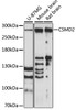 Western blot analysis of extracts of various cell lines, using CSMD2 antibody (15-438) at 1:1000 dilution.<br/>Secondary antibody: HRP Goat Anti-Rabbit IgG (H+L) at 1:10000 dilution.<br/>Lysates/proteins: 25ug per lane.<br/>Blocking buffer: 3% nonfat dry milk in TBST.<br/>Detection: ECL Basic Kit.<br/>Exposure time: 90s.