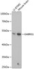 Western blot analysis of extracts of various cell lines, using GABRG1 antibody (15-444) at 1:1000 dilution.<br/>Secondary antibody: HRP Goat Anti-Rabbit IgG (H+L) at 1:10000 dilution.<br/>Lysates/proteins: 25ug per lane.<br/>Blocking buffer: 3% nonfat dry milk in TBST.<br/>Detection: ECL Basic Kit.<br/>Exposure time: 10s.