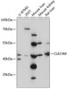 Western blot analysis of extracts of various cell lines, using CLEC4M antibody (15-457) at 1:3000 dilution.<br/>Secondary antibody: HRP Goat Anti-Rabbit IgG (H+L) at 1:10000 dilution.<br/>Lysates/proteins: 25ug per lane.<br/>Blocking buffer: 3% nonfat dry milk in TBST.<br/>Detection: ECL Basic Kit.<br/>Exposure time: 90s.