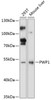 Western blot analysis of extracts of various cell lines, using PWP1 antibody (15-460) at 1:3000 dilution.<br/>Secondary antibody: HRP Goat Anti-Rabbit IgG (H+L) at 1:10000 dilution.<br/>Lysates/proteins: 25ug per lane.<br/>Blocking buffer: 3% nonfat dry milk in TBST.<br/>Detection: ECL Basic Kit.<br/>Exposure time: 90s.