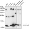 Western blot analysis of extracts of various cell lines, using NDUFA4L2 antibody (15-469) at 1:1000 dilution.<br/>Secondary antibody: HRP Goat Anti-Rabbit IgG (H+L) at 1:10000 dilution.<br/>Lysates/proteins: 25ug per lane.<br/>Blocking buffer: 3% nonfat dry milk in TBST.<br/>Detection: ECL Basic Kit.<br/>Exposure time: 5s.