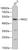 Western blot analysis of extracts of ES-2 cells, using PROC antibody (15-483) at 1:1000 dilution.<br/>Secondary antibody: HRP Goat Anti-Rabbit IgG (H+L) at 1:10000 dilution.<br/>Lysates/proteins: 25ug per lane.<br/>Blocking buffer: 3% nonfat dry milk in TBST.