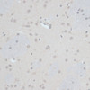 Immunohistochemistry of paraffin-embedded rat brain using ZNF703 antibody (15-485) at dilution of 1:100 (40x lens) .
