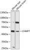 Western blot analysis of extracts of various cell lines, using CHMP7 antibody (15-489) at 1:3000 dilution.<br/>Secondary antibody: HRP Goat Anti-Rabbit IgG (H+L) at 1:10000 dilution.<br/>Lysates/proteins: 25ug per lane.<br/>Blocking buffer: 3% nonfat dry milk in TBST.<br/>Detection: ECL Basic Kit.<br/>Exposure time: 90s.