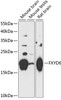 Western blot analysis of extracts of various cell lines, using FXYD6 antibody (15-491) at 1:3000 dilution.<br/>Secondary antibody: HRP Goat Anti-Rabbit IgG (H+L) at 1:10000 dilution.<br/>Lysates/proteins: 25ug per lane.<br/>Blocking buffer: 3% nonfat dry milk in TBST.<br/>Detection: ECL Basic Kit.<br/>Exposure time: 90s.