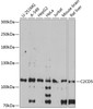Western blot analysis of extracts of various cell lines, using C2CD5 antibody (15-499) at 1:1000 dilution.<br/>Secondary antibody: HRP Goat Anti-Rabbit IgG (H+L) at 1:10000 dilution.<br/>Lysates/proteins: 25ug per lane.<br/>Blocking buffer: 3% nonfat dry milk in TBST.<br/>Detection: ECL Basic Kit.<br/>Exposure time: 90s.