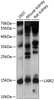 Western blot analysis of extracts of various cell lines, using LAIR2 antibody (15-510) at 1:1000 dilution.<br/>Secondary antibody: HRP Goat Anti-Rabbit IgG (H+L) at 1:10000 dilution.<br/>Lysates/proteins: 25ug per lane.<br/>Blocking buffer: 3% nonfat dry milk in TBST.<br/>Detection: ECL Enhanced Kit.<br/>Exposure time: 30s.