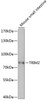 Western blot analysis of extracts of mouse small intestine, using TRIM2 antibody (15-519) at 1:1000 dilution.<br/>Secondary antibody: HRP Goat Anti-Rabbit IgG (H+L) at 1:10000 dilution.<br/>Lysates/proteins: 25ug per lane.<br/>Blocking buffer: 3% nonfat dry milk in TBST.<br/>Detection: ECL Basic Kit.<br/>Exposure time: 3s.