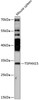 Western blot analysis of extracts of mouse spleen, using TSPAN15 antibody (15-520) at 1:3000 dilution.<br/>Secondary antibody: HRP Goat Anti-Rabbit IgG (H+L) at 1:10000 dilution.<br/>Lysates/proteins: 25ug per lane.<br/>Blocking buffer: 3% nonfat dry milk in TBST.<br/>Detection: ECL Enhanced Kit.<br/>Exposure time: 90s.