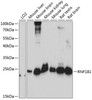 Western blot analysis of extracts of various cell lines, using RNF181 antibody (15-524) at 1:3000 dilution.<br/>Secondary antibody: HRP Goat Anti-Rabbit IgG (H+L) at 1:10000 dilution.<br/>Lysates/proteins: 25ug per lane.<br/>Blocking buffer: 3% nonfat dry milk in TBST.<br/>Detection: ECL Basic Kit.<br/>Exposure time: 90s.