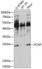 Western blot analysis of extracts of various cell lines, using PCNP antibody (15-527) at 1:1000 dilution.<br/>Secondary antibody: HRP Goat Anti-Rabbit IgG (H+L) at 1:10000 dilution.<br/>Lysates/proteins: 25ug per lane.<br/>Blocking buffer: 3% nonfat dry milk in TBST.<br/>Detection: ECL Basic Kit.<br/>Exposure time: 90s.