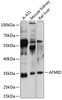 Western blot analysis of extracts of various cell lines, using AFMID antibody (15-545) at 1:3000 dilution.<br/>Secondary antibody: HRP Goat Anti-Rabbit IgG (H+L) at 1:10000 dilution.<br/>Lysates/proteins: 25ug per lane.<br/>Blocking buffer: 3% nonfat dry milk in TBST.<br/>Detection: ECL Enhanced Kit.<br/>Exposure time: 15s.
