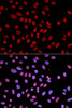 Immunofluorescence analysis of U2OS cells using PTPN6 antibody (15-553) . Blue: DAPI for nuclear staining.