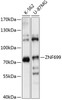 Western blot analysis of extracts of various cell lines, using ZNF699 antibody (15-556) at 1:1000 dilution.<br/>Secondary antibody: HRP Goat Anti-Rabbit IgG (H+L) at 1:10000 dilution.<br/>Lysates/proteins: 25ug per lane.<br/>Blocking buffer: 3% nonfat dry milk in TBST.<br/>Detection: ECL Basic Kit.<br/>Exposure time: 1s.