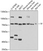 Western blot analysis of extracts of various cell lines, using TF antibody (15-565) at 1:1000 dilution.<br/>Secondary antibody: HRP Goat Anti-Rabbit IgG (H+L) at 1:10000 dilution.<br/>Lysates/proteins: 25ug per lane.<br/>Blocking buffer: 3% nonfat dry milk in TBST.<br/>Detection: ECL Basic Kit.<br/>Exposure time: 30s.