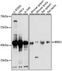 Western blot analysis of extracts of various cell lines, using BRIX1 antibody (15-566) at 1:1000 dilution.<br/>Secondary antibody: HRP Goat Anti-Rabbit IgG (H+L) at 1:10000 dilution.<br/>Lysates/proteins: 25ug per lane.<br/>Blocking buffer: 3% nonfat dry milk in TBST.<br/>Detection: ECL Basic Kit.<br/>Exposure time: 1s.