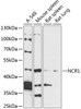 Western blot analysis of extracts of various cell lines, using NCR1 antibody (15-574) at 1:3000 dilution.<br/>Secondary antibody: HRP Goat Anti-Rabbit IgG (H+L) at 1:10000 dilution.<br/>Lysates/proteins: 25ug per lane.<br/>Blocking buffer: 3% nonfat dry milk in TBST.<br/>Detection: ECL Basic Kit.<br/>Exposure time: 90s.
