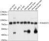 Western blot analysis of extracts of various cell lines, using POMGNT2 antibody (15-580) at 1:3000 dilution.<br/>Secondary antibody: HRP Goat Anti-Rabbit IgG (H+L) at 1:10000 dilution.<br/>Lysates/proteins: 25ug per lane.<br/>Blocking buffer: 3% nonfat dry milk in TBST.<br/>Detection: ECL Basic Kit.<br/>Exposure time: 1s.