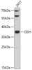 Western blot analysis of extracts of 293T cells, using CISH antibody (15-585) at 1:500 dilution.<br/>Secondary antibody: HRP Goat Anti-Rabbit IgG (H+L) at 1:10000 dilution.<br/>Lysates/proteins: 25ug per lane.<br/>Blocking buffer: 3% nonfat dry milk in TBST.<br/>Detection: ECL Basic Kit.<br/>Exposure time: 15s.