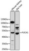 Western blot analysis of extracts of various cell lines, using FUCA1 antibody (15-590) at 1:1000 dilution.<br/>Secondary antibody: HRP Goat Anti-Rabbit IgG (H+L) at 1:10000 dilution.<br/>Lysates/proteins: 25ug per lane.<br/>Blocking buffer: 3% nonfat dry milk in TBST.<br/>Detection: ECL Basic Kit.<br/>Exposure time: 30s.