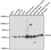 Western blot analysis of extracts of various cell lines, using PDP1 antibody (15-594) at 1:3000 dilution.<br/>Secondary antibody: HRP Goat Anti-Rabbit IgG (H+L) at 1:10000 dilution.<br/>Lysates/proteins: 25ug per lane.<br/>Blocking buffer: 3% nonfat dry milk in TBST.<br/>Detection: ECL Basic Kit.<br/>Exposure time: 1s.