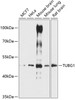 Western blot analysis of extracts of various cell lines, using TUBG1 antibody (15-599) at 1:3000 dilution.<br/>Secondary antibody: HRP Goat Anti-Rabbit IgG (H+L) at 1:10000 dilution.<br/>Lysates/proteins: 25ug per lane.<br/>Blocking buffer: 3% nonfat dry milk in TBST.<br/>Detection: ECL Basic Kit.<br/>Exposure time: 90s.