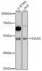 Western blot analysis of extracts of various cell lines, using EGLN1 antibody (15-600) at 1:3000 dilution.<br/>Secondary antibody: HRP Goat Anti-Rabbit IgG (H+L) at 1:10000 dilution.<br/>Lysates/proteins: 25ug per lane.<br/>Blocking buffer: 3% nonfat dry milk in TBST.<br/>Detection: ECL Basic Kit.<br/>Exposure time: 30s.