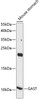 Western blot analysis of extracts of mouse stomach, using GAST antibody (15-609) at 1:1000 dilution.<br/>Secondary antibody: HRP Goat Anti-Rabbit IgG (H+L) at 1:10000 dilution.<br/>Lysates/proteins: 25ug per lane.<br/>Blocking buffer: 3% nonfat dry milk in TBST.<br/>Detection: ECL Basic Kit.<br/>Exposure time: 90s.