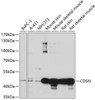 Western blot analysis of extracts of various cell lines, using CDSN antibody (15-624) at 1:1000 dilution.<br/>Secondary antibody: HRP Goat Anti-Rabbit IgG (H+L) at 1:10000 dilution.<br/>Lysates/proteins: 25ug per lane.<br/>Blocking buffer: 3% nonfat dry milk in TBST.<br/>Detection: ECL Basic Kit.<br/>Exposure time: 60s.