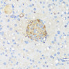 Immunohistochemistry of paraffin-embedded mouse pancreatic islet using GCG antibody (15-629) at dilution of 1:100 (40x lens) .